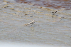 Charadrius pallidus