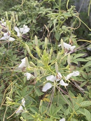 Tarenaya longicarpa