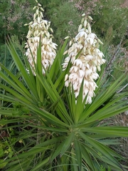 Yucca gloriosa