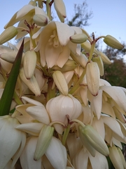 Yucca gloriosa