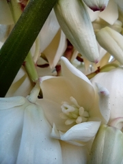 Yucca gloriosa