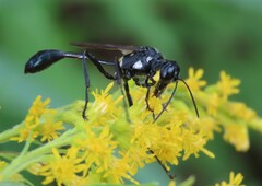 Eremnophila