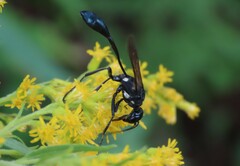 Eremnophila