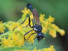 Eremnophila