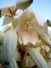Yucca gloriosa