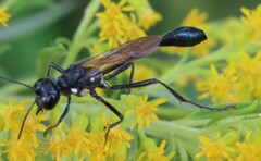 Eremnophila