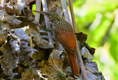 Xiphorhynchus flavigaster