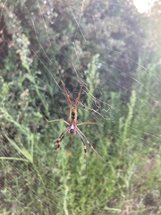 Trichonephila senegalensis annulata