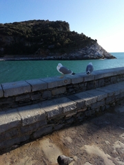 Larus