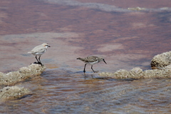 Charadrius pallidus