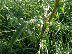 Crepis biennis
