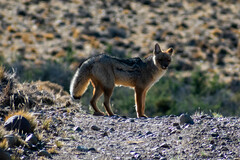 Lycalopex