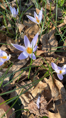 Crocus tommasinianus