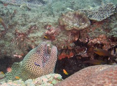Gymnothorax favagineus
