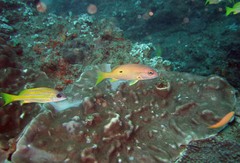 Lutjanus fulviflamma