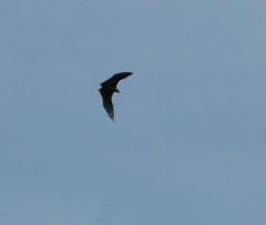 Pteropus neohibernicus