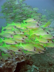 Lutjanus kasmira