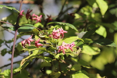 Clerodendrum trichotomum