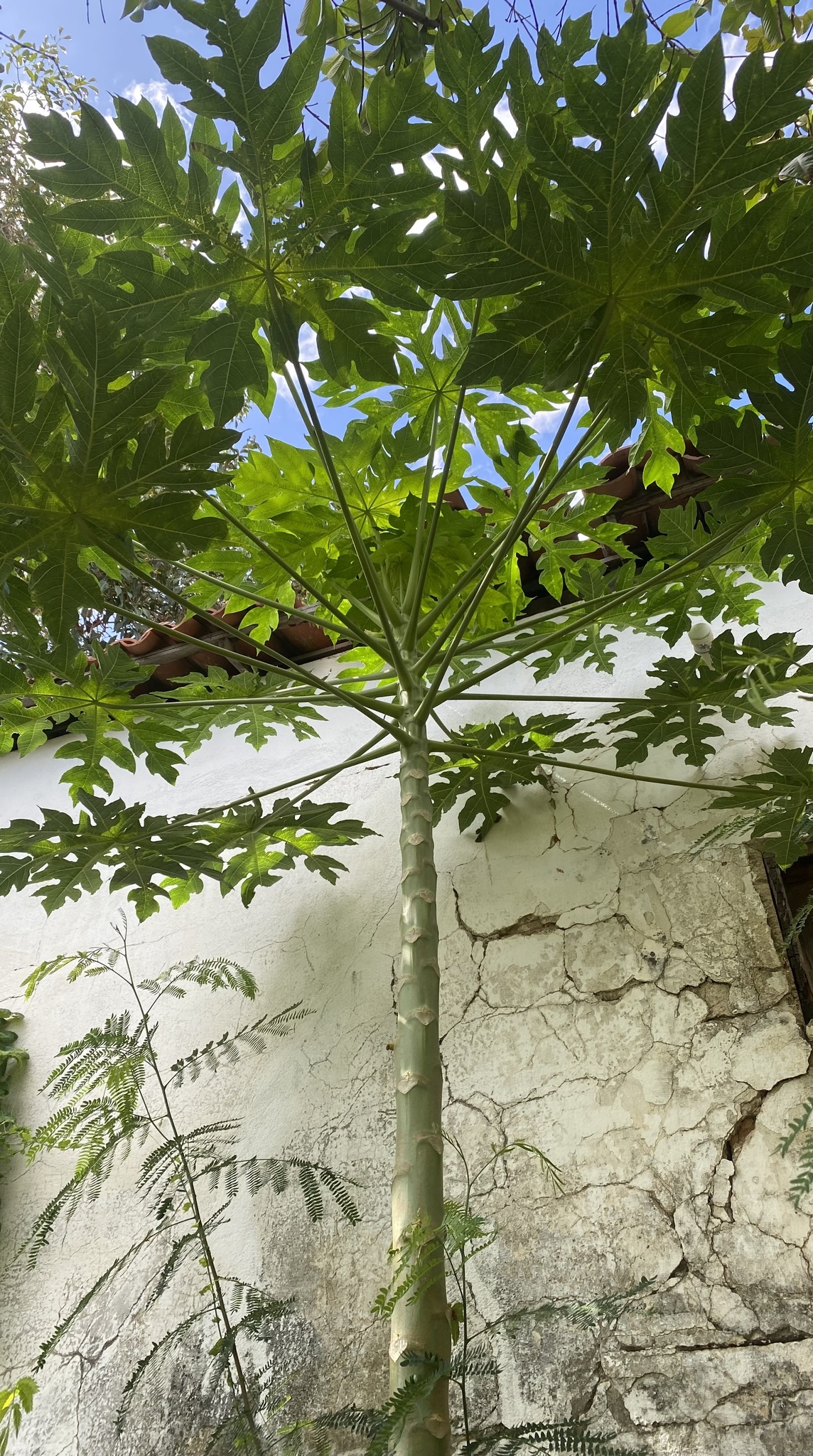 Carica papaya
