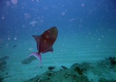 Odonus niger