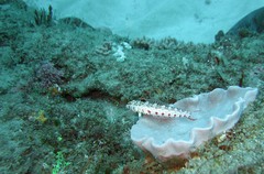 Parapercis punctulata