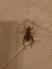 Gryllomorpha dalmatina