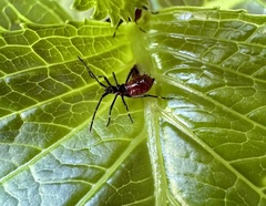 Leptoglossus chilensis