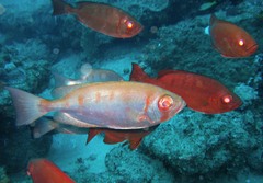 Priacanthus hamrur