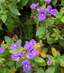 Achetaria azurea