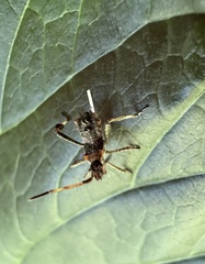 Leptoglossus chilensis