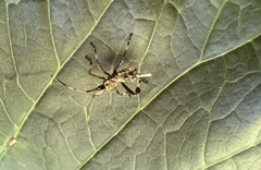 Leptoglossus chilensis