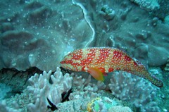 Epinephelidae