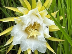 Selenicereus setaceus