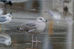 Larus argentatus × hyperboreus