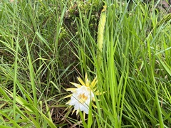 Selenicereus setaceus