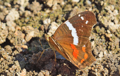 Anartia fatima colima