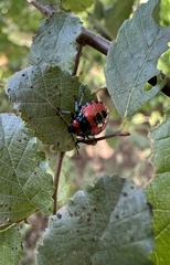 Brontocoris nigrolimbatus