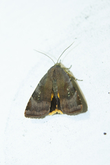 Noctua janthina