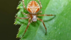 Araneus sturmi