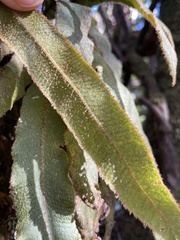 Elaphoglossum paleaceum