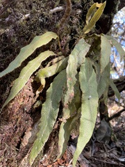 Elaphoglossum paleaceum