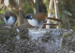 Pterorhinus caerulatus