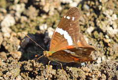 Anartia fatima colima