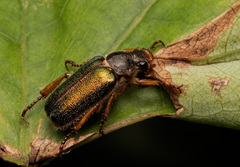 Dichelonyx linearis