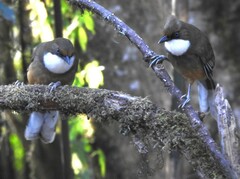 Pterorhinus albogularis