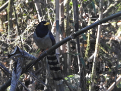 Urocissa flavirostris