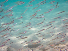Decapterus macarellus