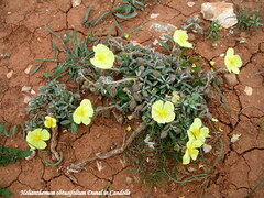 Helianthemum obtusifolium