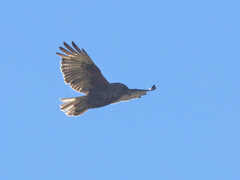 Buteo solitarius