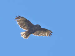 Buteo solitarius
